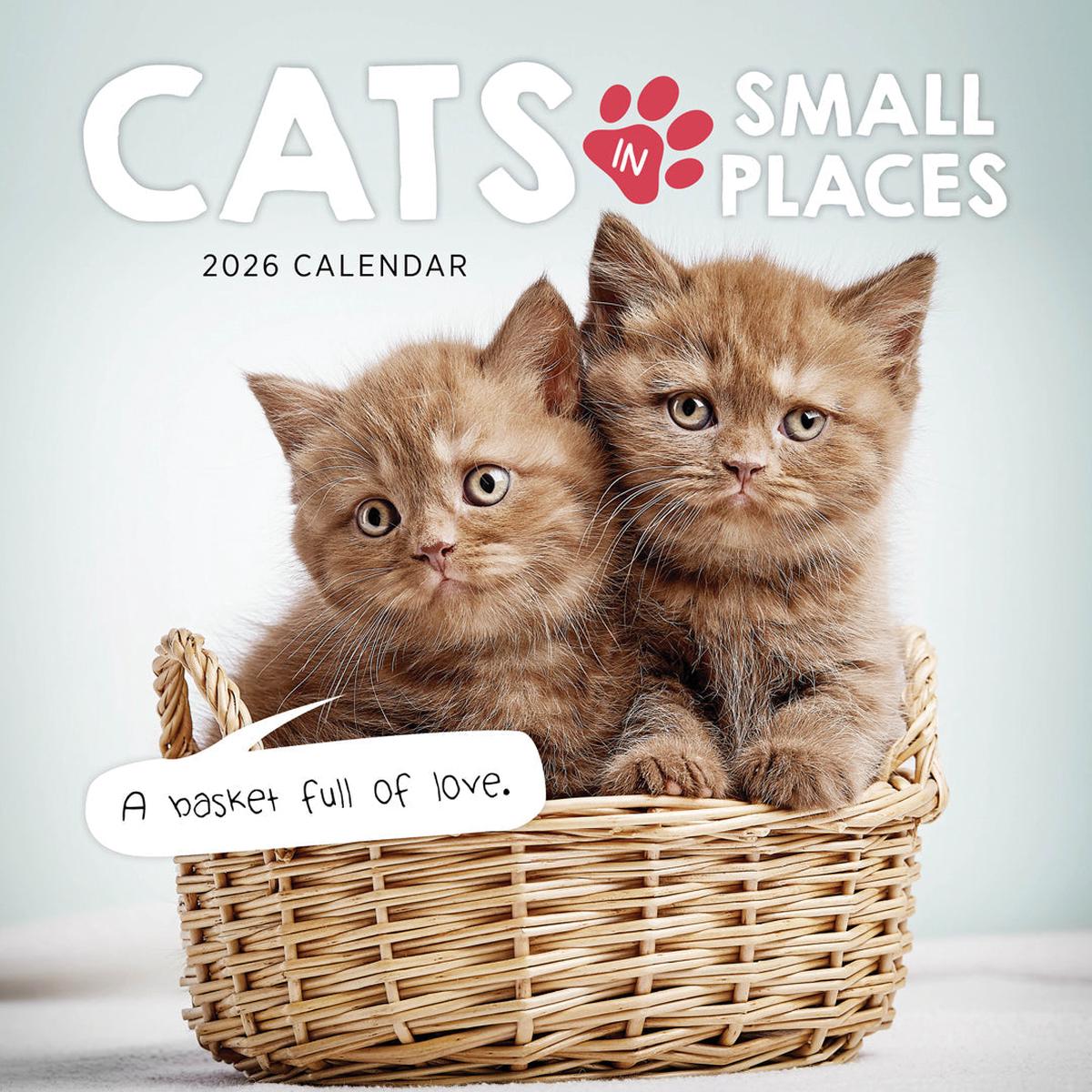 Paper Pocket Cats In Small Places 2026 Calendar