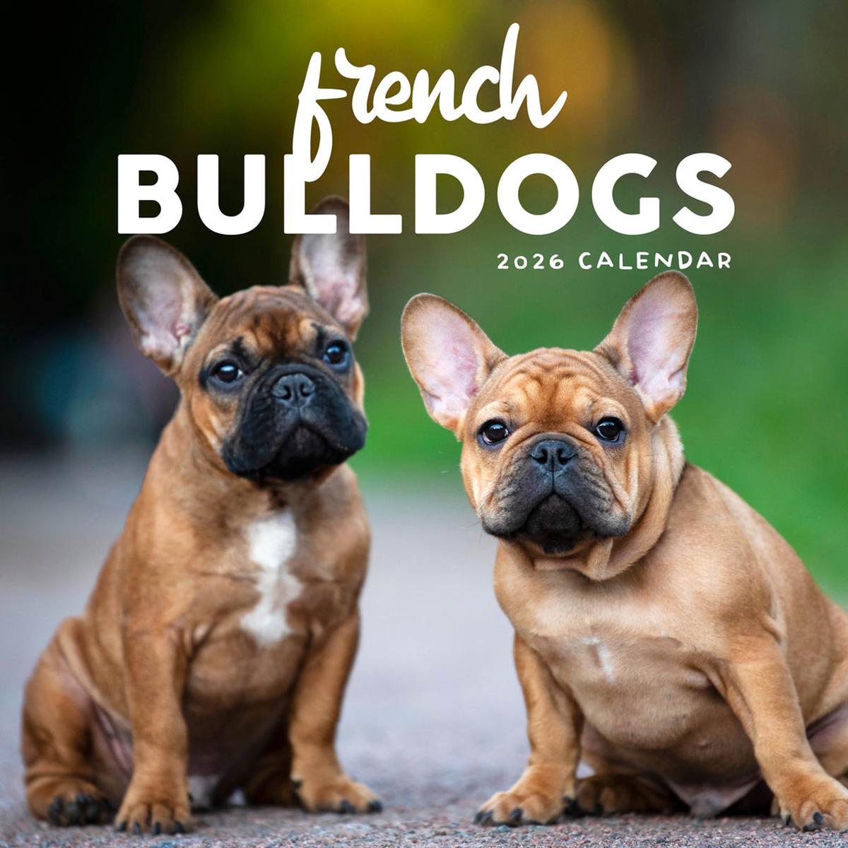 Paper Pocket French Bulldogs 2026 Calendar