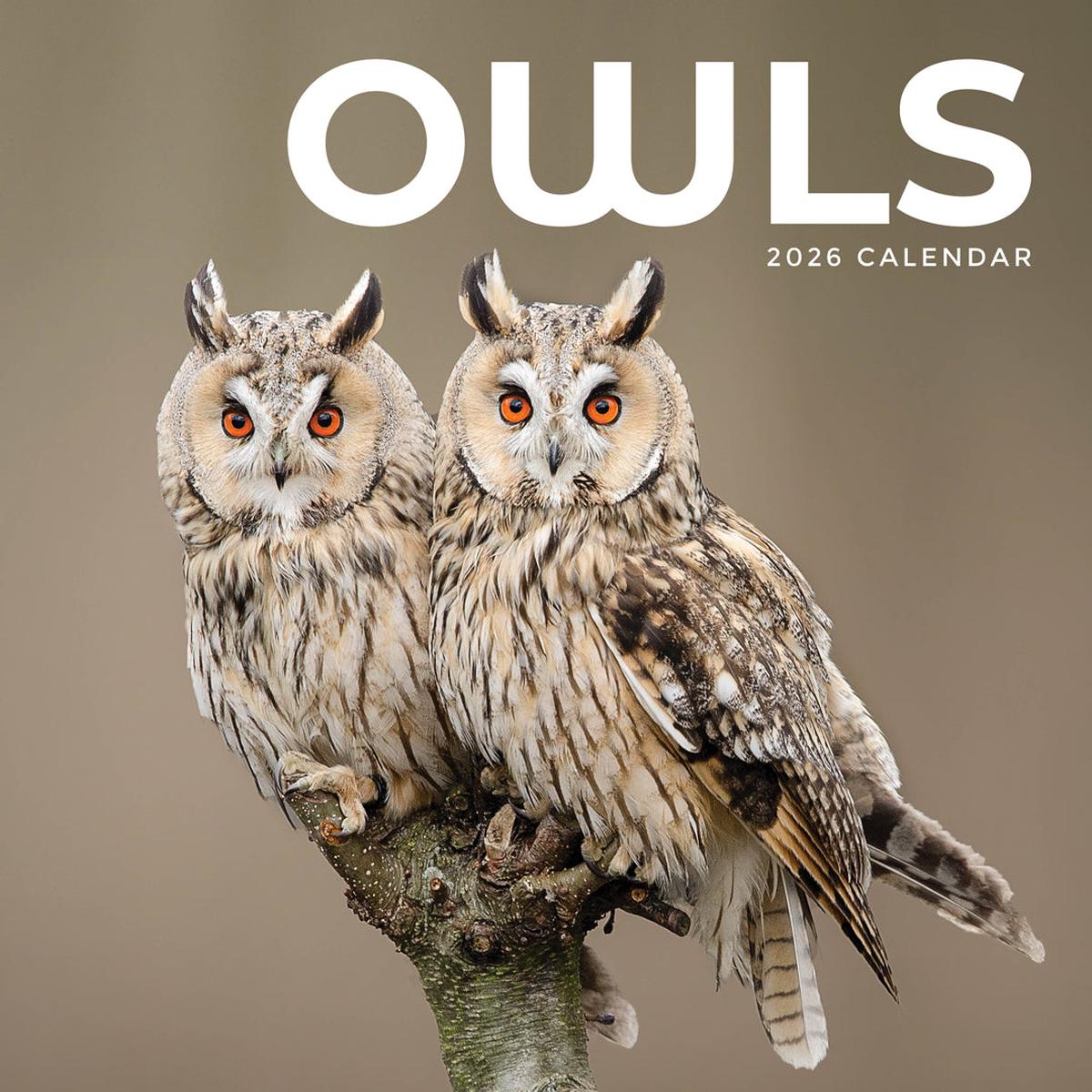 Paper Pocket Owls 2026 Calendar
