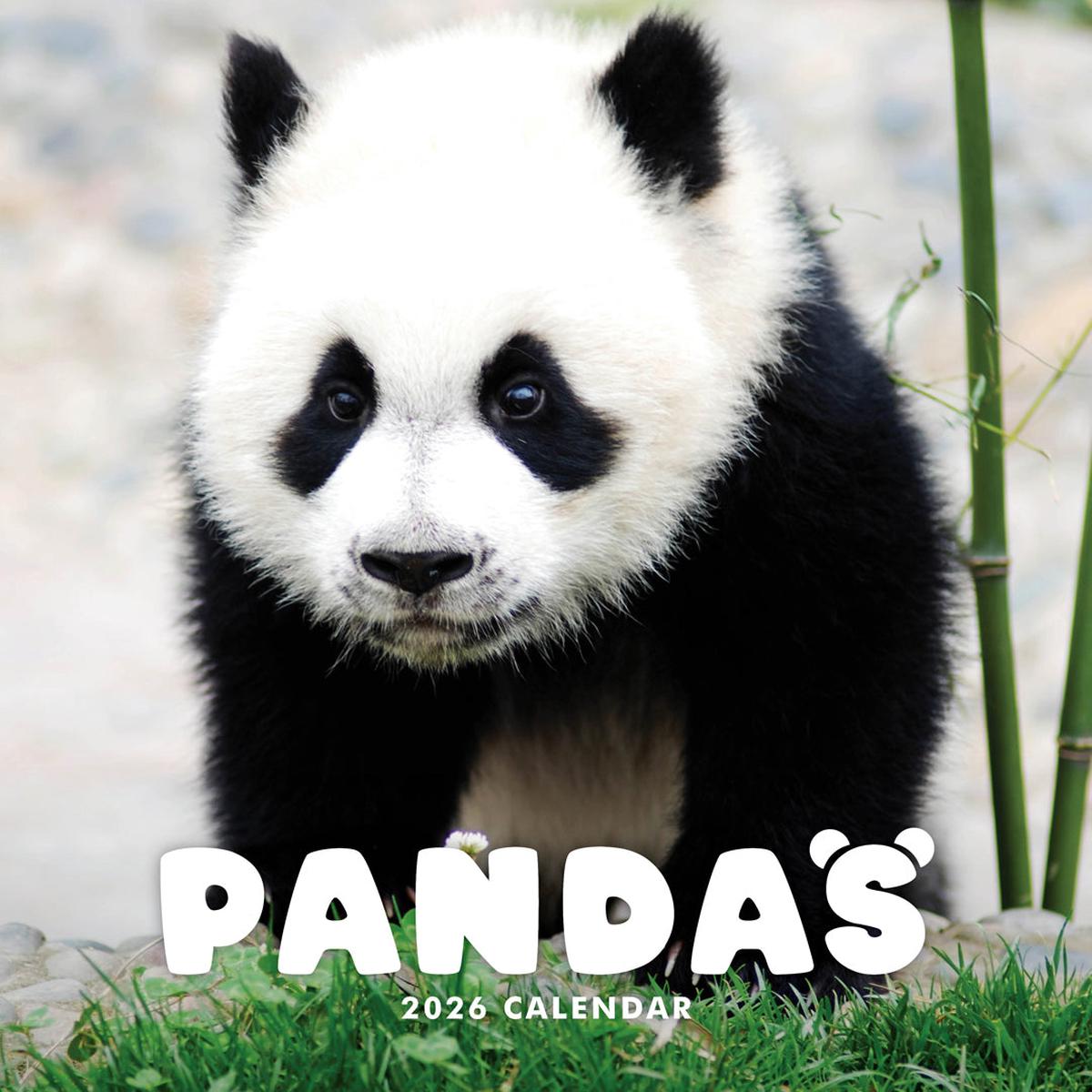 Paper Pocket Pandas 2026 Calendar
