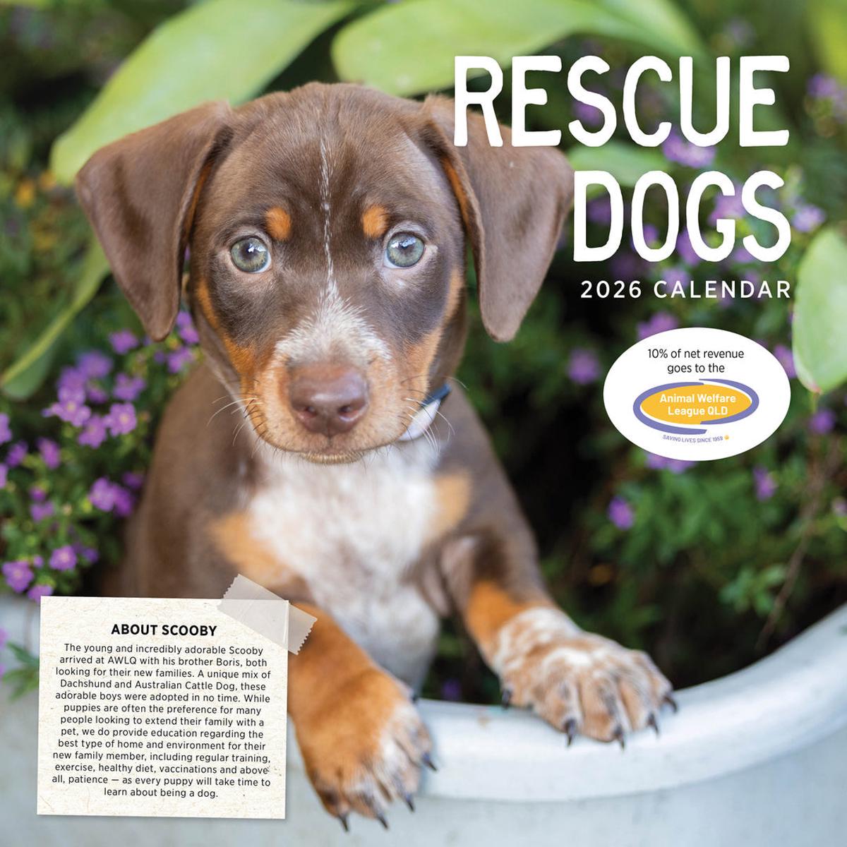 Paper Pocket Rescue Dogs 2026 Calendar