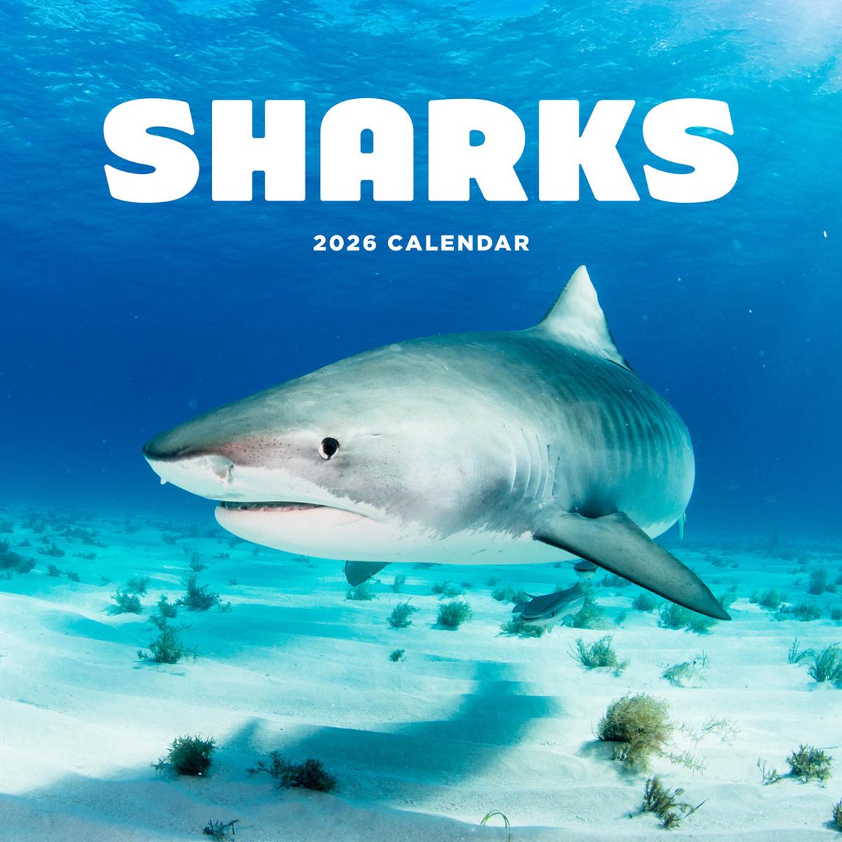 Paper Pocket Sharks 2026 Calendar