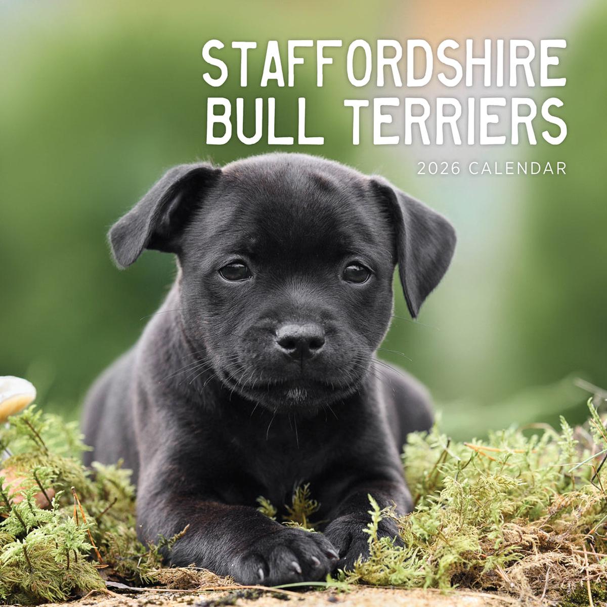 Paper Pocket Staffordshire Bull Terriers 2026 Calendar