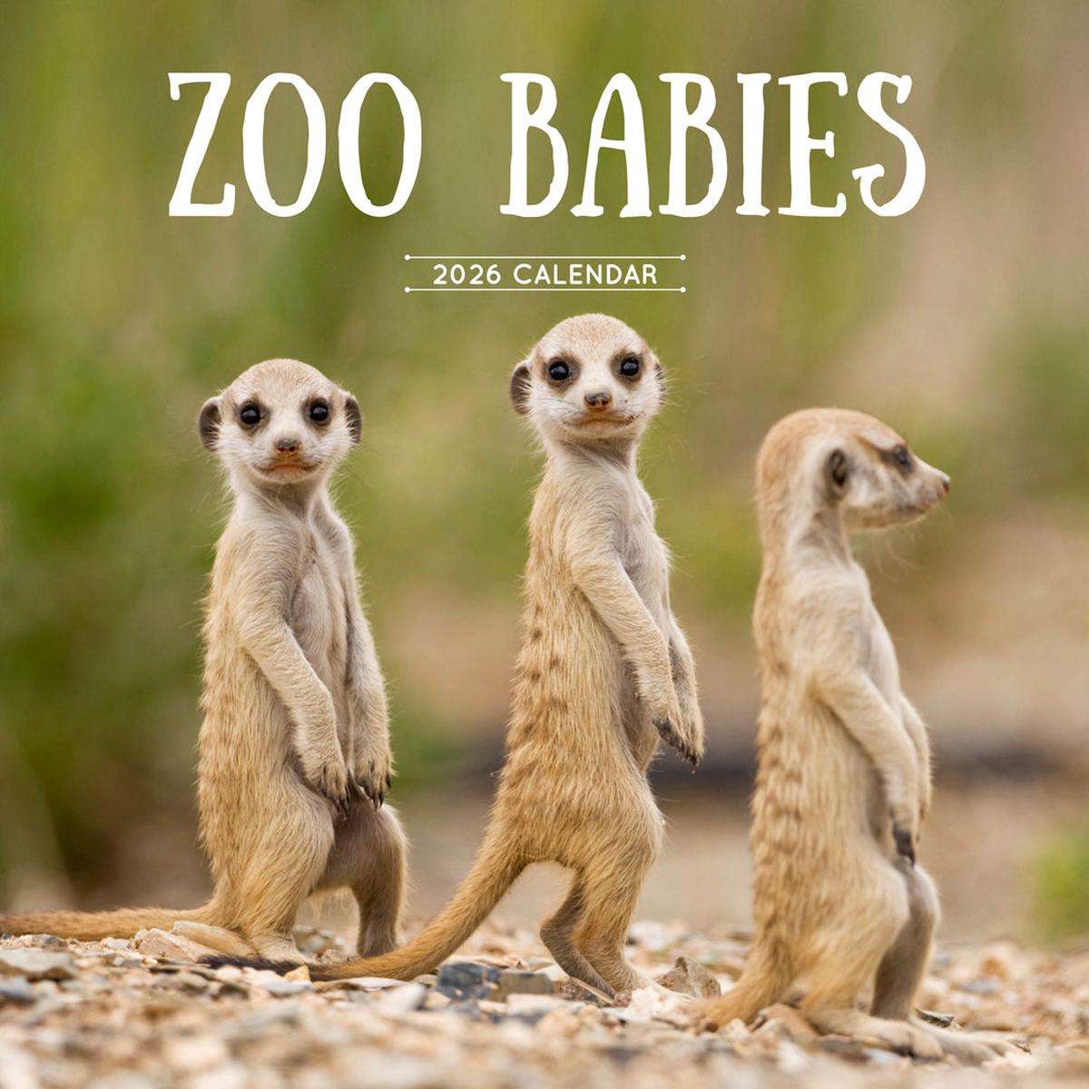 Paper Pocket Zoo Babies 2026 Calendar