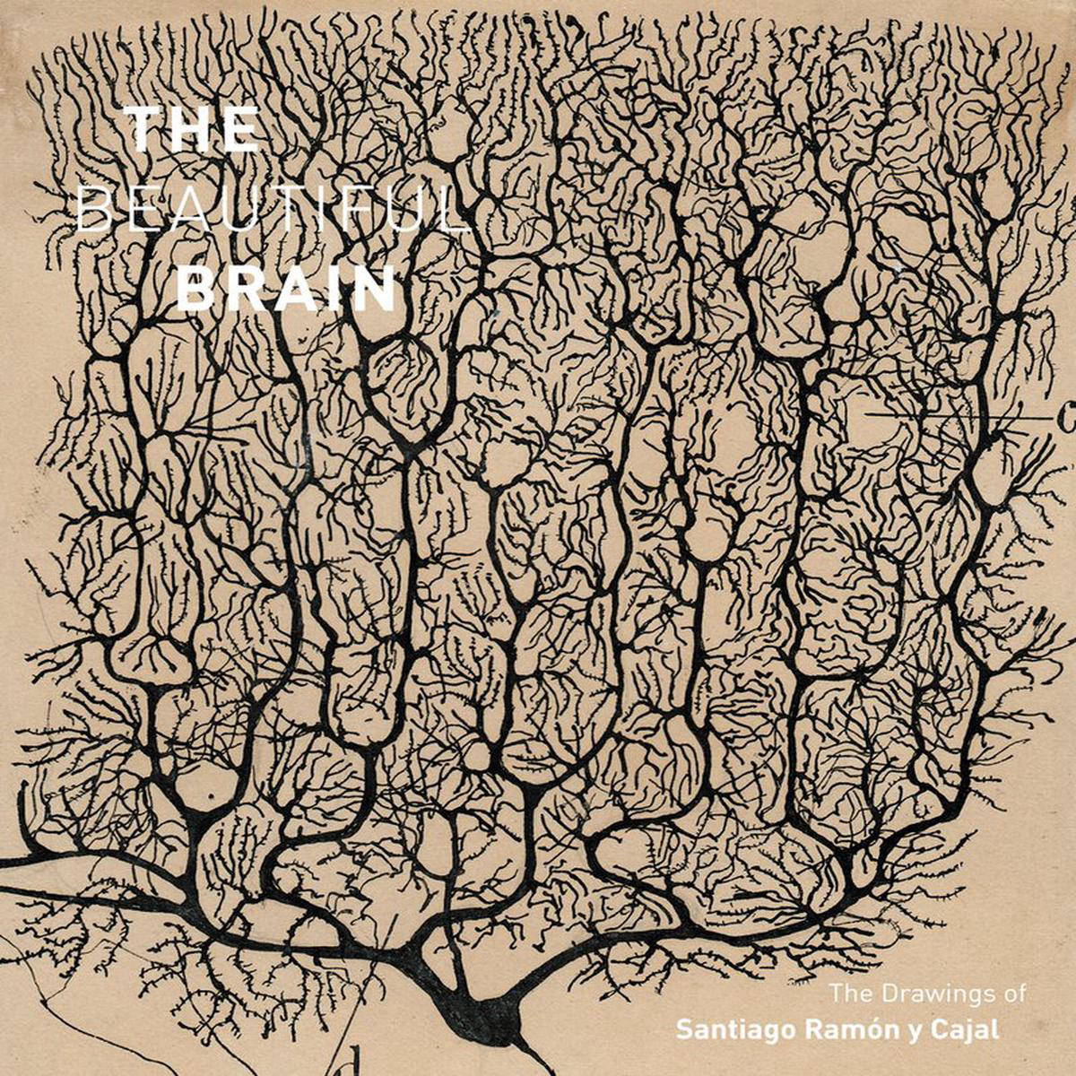 The Beautiful Brain 8211 The Drawings of Santiago Ramon y Cajal (Hardback)